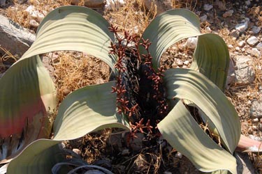 Angola-Expedition: Pionierreise unbekanntes Afrika-Iona-Nationalpark, Welwitschia-Pflanze